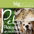 Pet Photography