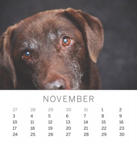 Jofabi 2013 Calendar - November